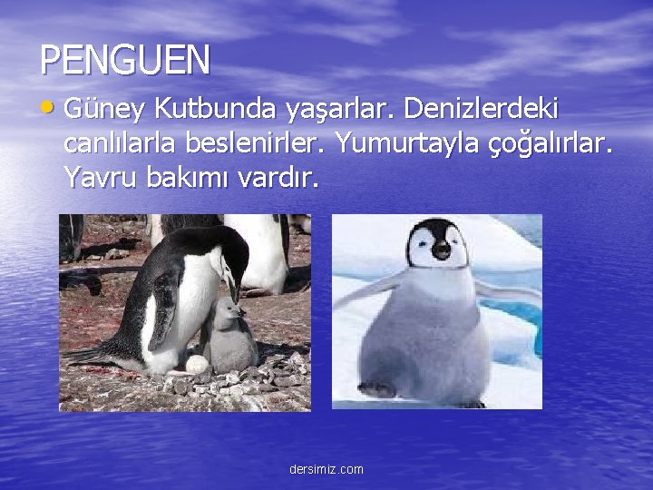 PENGUEN • Güney Kutbunda yaşarlar. Denizlerdeki canlılarla beslenirler. Yumurtayla çoğalırlar. Yavru bakımı vardır. dersimiz.