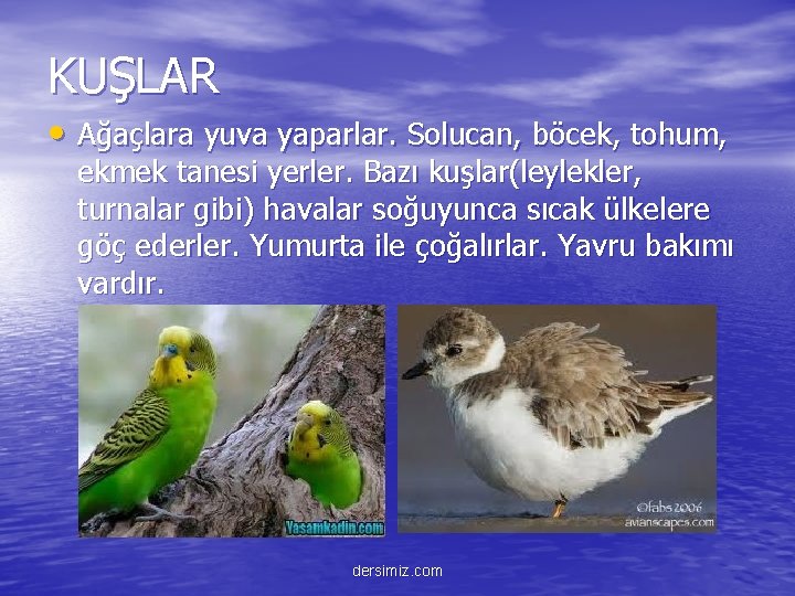 KUŞLAR • Ağaçlara yuva yaparlar. Solucan, böcek, tohum, ekmek tanesi yerler. Bazı kuşlar(leylekler, turnalar