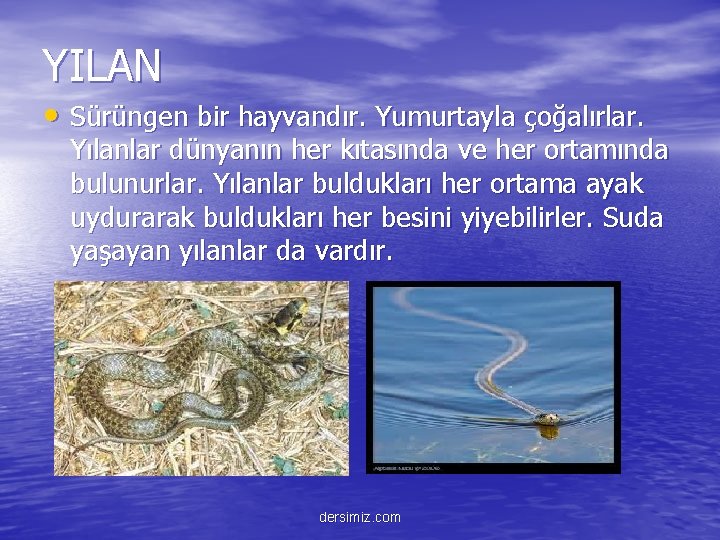 YILAN • Sürüngen bir hayvandır. Yumurtayla çoğalırlar. Yılanlar dünyanın her kıtasında ve her ortamında