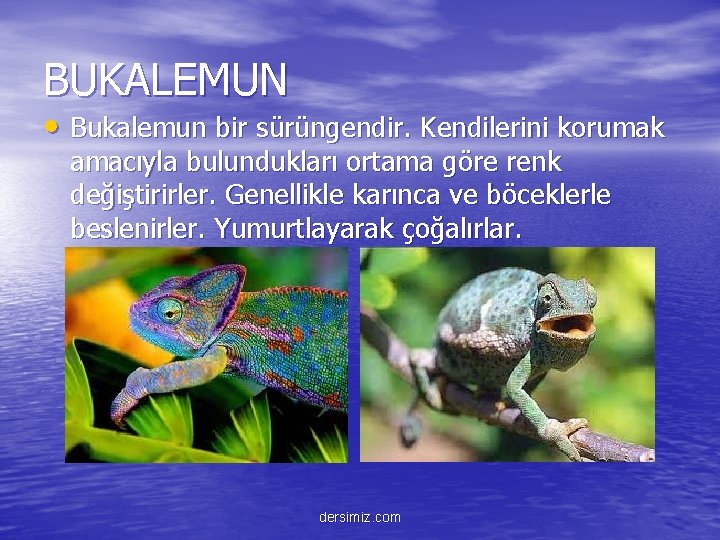 BUKALEMUN • Bukalemun bir sürüngendir. Kendilerini korumak amacıyla bulundukları ortama göre renk değiştirirler. Genellikle