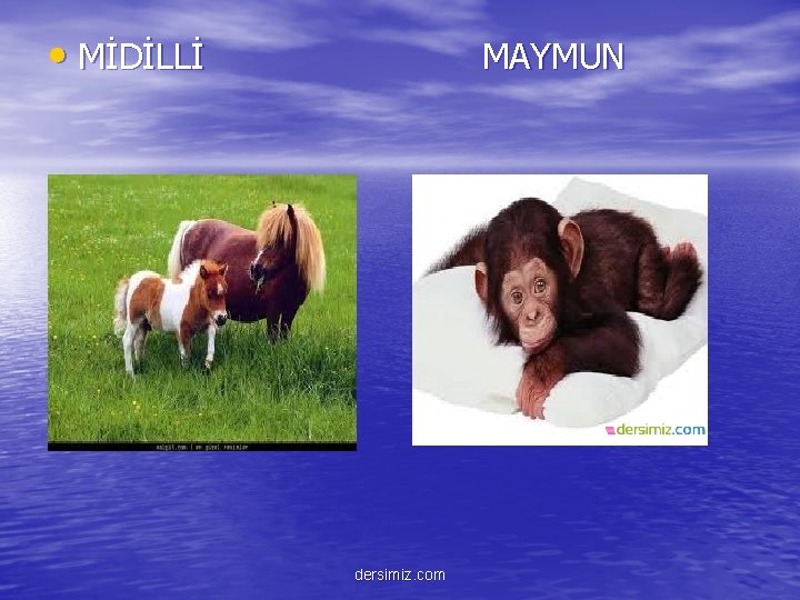  • MİDİLLİ MAYMUN dersimiz. com 