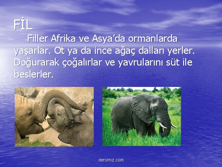 FİL Filler Afrika ve Asya’da ormanlarda yaşarlar. Ot ya da ince ağaç dalları yerler.