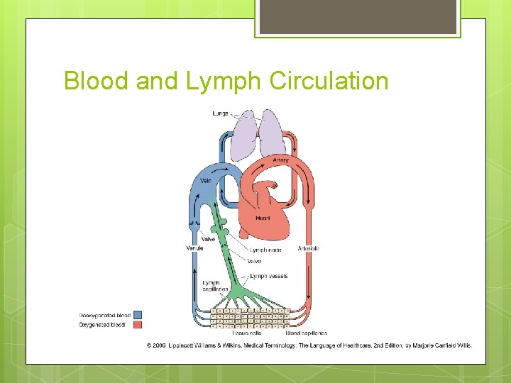Blood and Lymph Circulation 