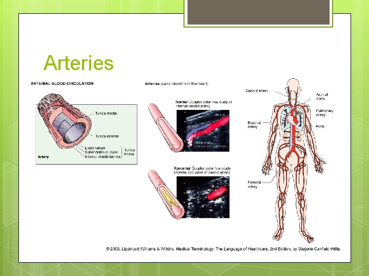 Arteries 