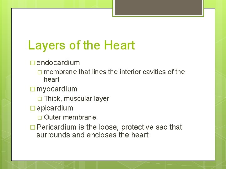 Layers of the Heart � endocardium � membrane heart that lines the interior cavities