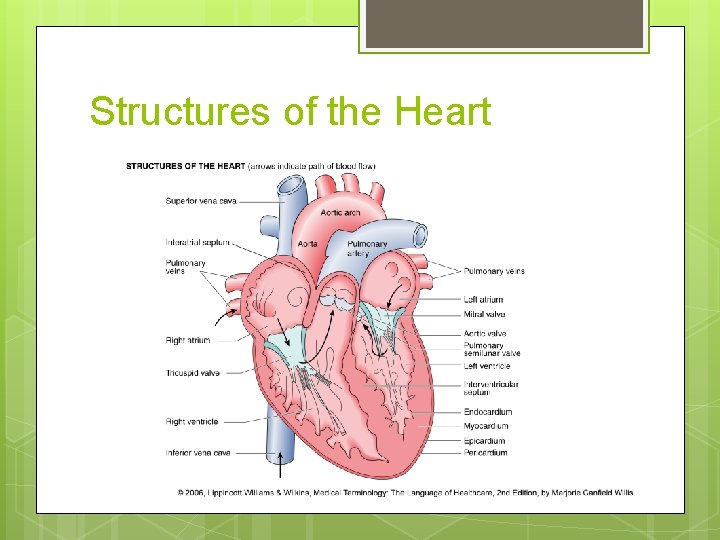 Structures of the Heart 