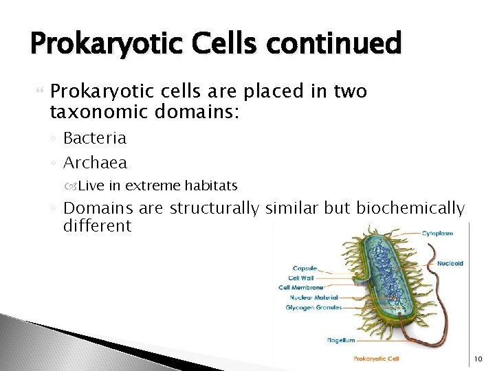 Prokaryotic Cells continued Prokaryotic cells are placed in two taxonomic domains: ◦ Bacteria ◦