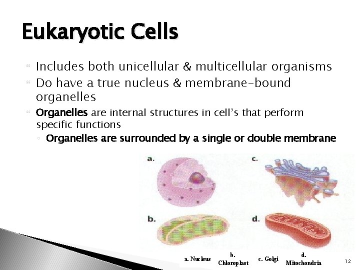 Eukaryotic Cells Includes both unicellular & multicellular organisms Do have a true nucleus &
