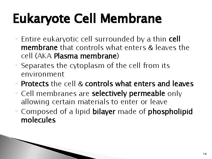 Eukaryote Cell Membrane Entire eukaryotic cell surrounded by a thin cell membrane that controls