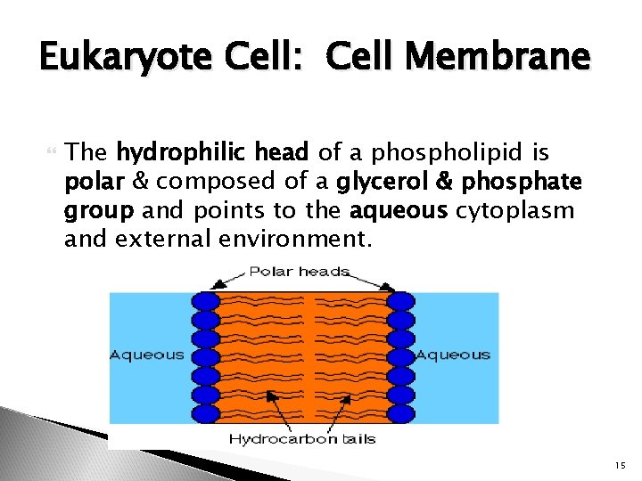 Eukaryote Cell: Cell Membrane The hydrophilic head of a phospholipid is polar & composed