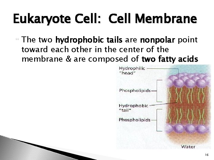 Eukaryote Cell: Cell Membrane The two hydrophobic tails are nonpolar point toward each other