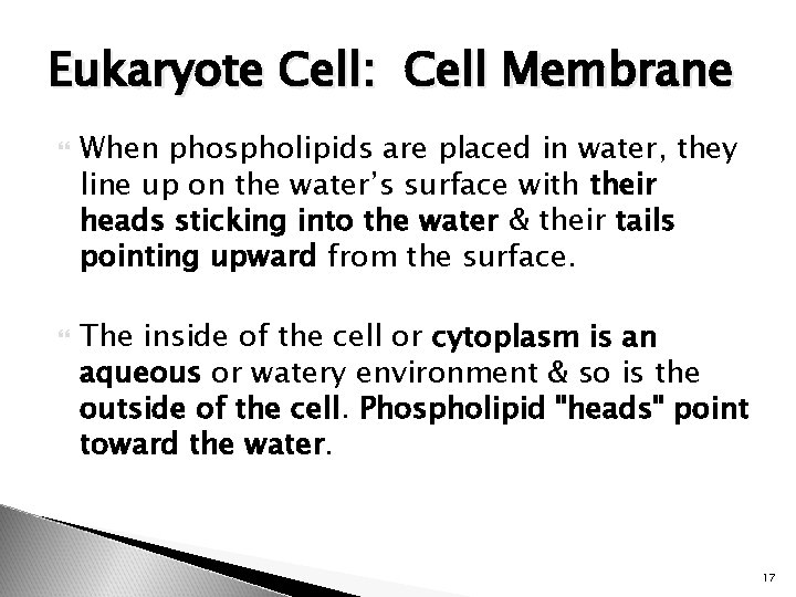 Eukaryote Cell: Cell Membrane When phospholipids are placed in water, they line up on
