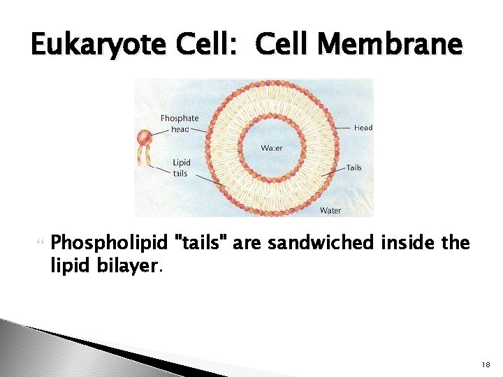 Eukaryote Cell: Cell Membrane Phospholipid "tails" are sandwiched inside the lipid bilayer. 18 