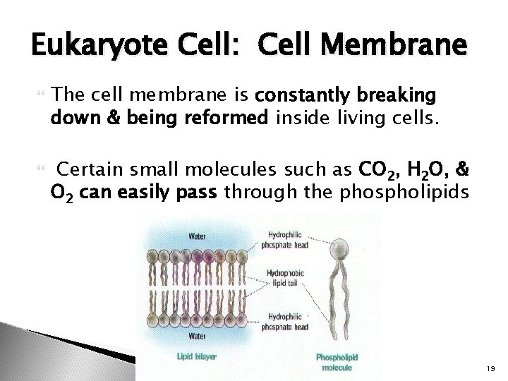 Eukaryote Cell: Cell Membrane The cell membrane is constantly breaking down & being reformed