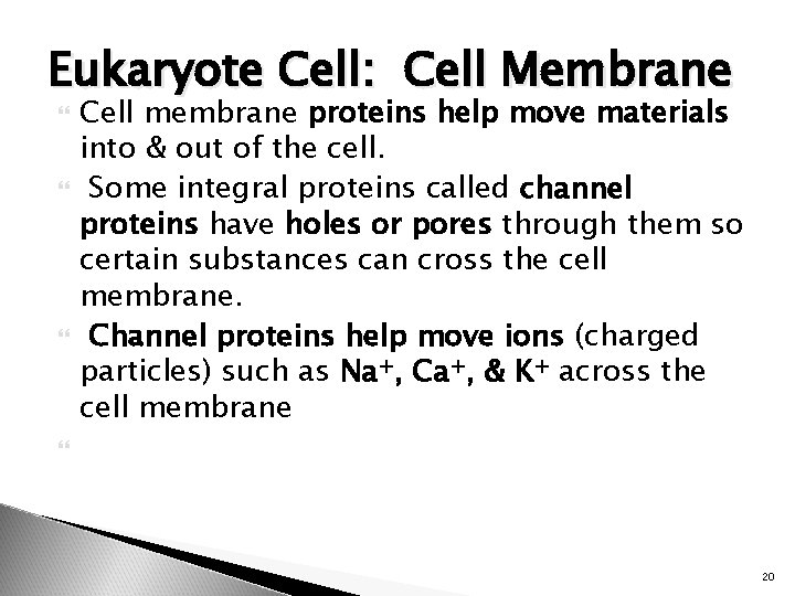 Eukaryote Cell: Cell Membrane Cell membrane proteins help move materials into & out of