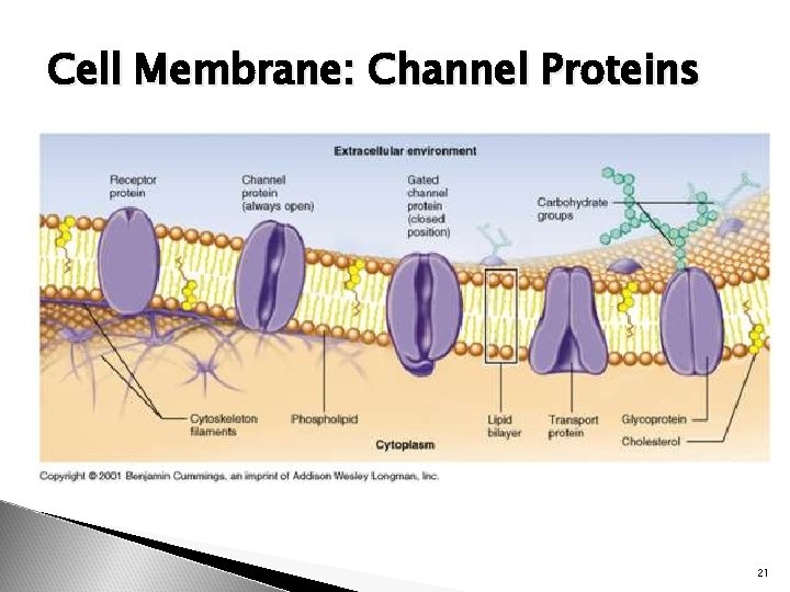 Cell Membrane: Channel Proteins 21 