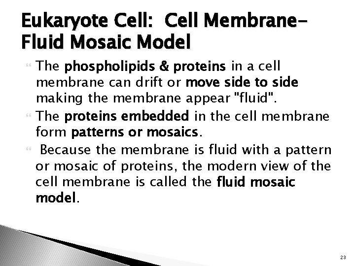 Eukaryote Cell: Cell Membrane. Fluid Mosaic Model The phospholipids & proteins in a cell