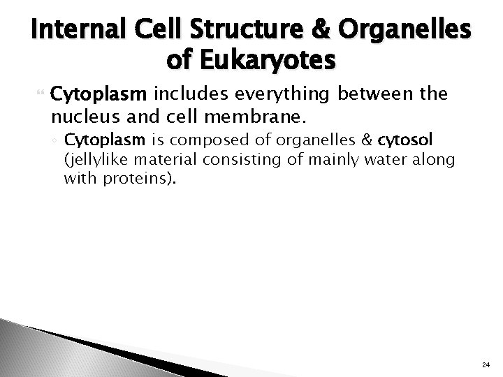 Internal Cell Structure & Organelles of Eukaryotes Cytoplasm includes everything between the nucleus and