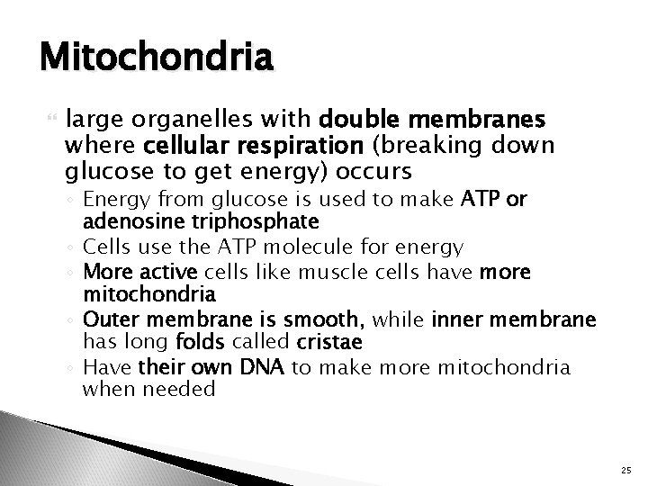 Mitochondria large organelles with double membranes where cellular respiration (breaking down glucose to get