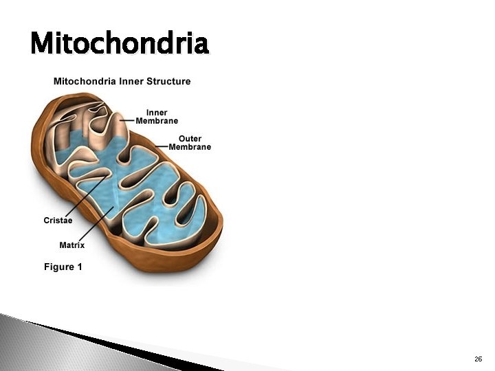 Mitochondria 26 