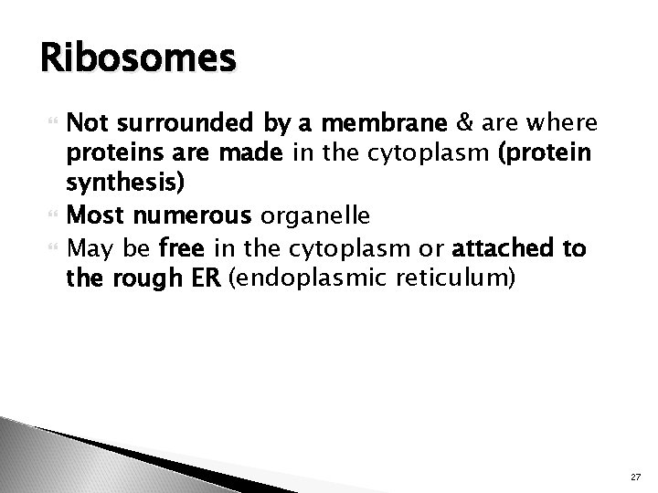 Ribosomes Not surrounded by a membrane & are where proteins are made in the