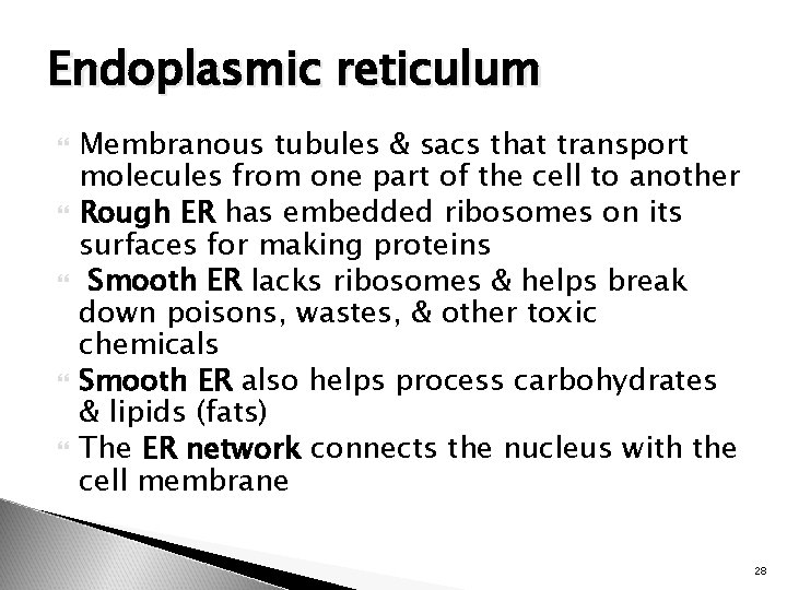 Endoplasmic reticulum Membranous tubules & sacs that transport molecules from one part of the
