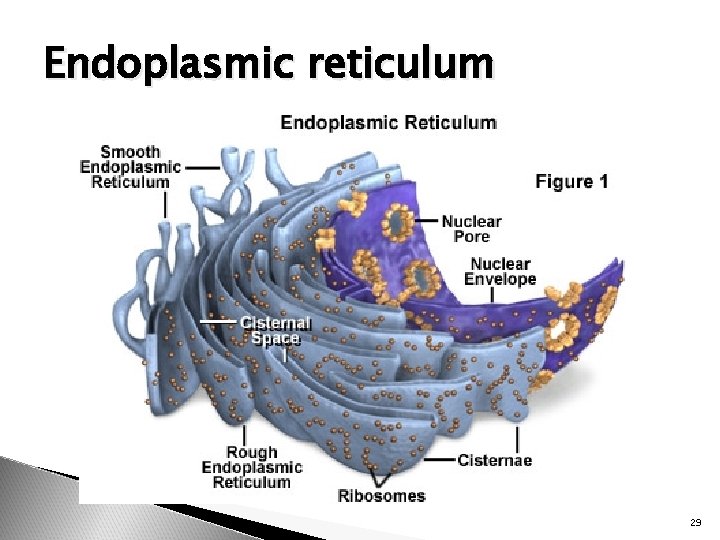 Endoplasmic reticulum 29 