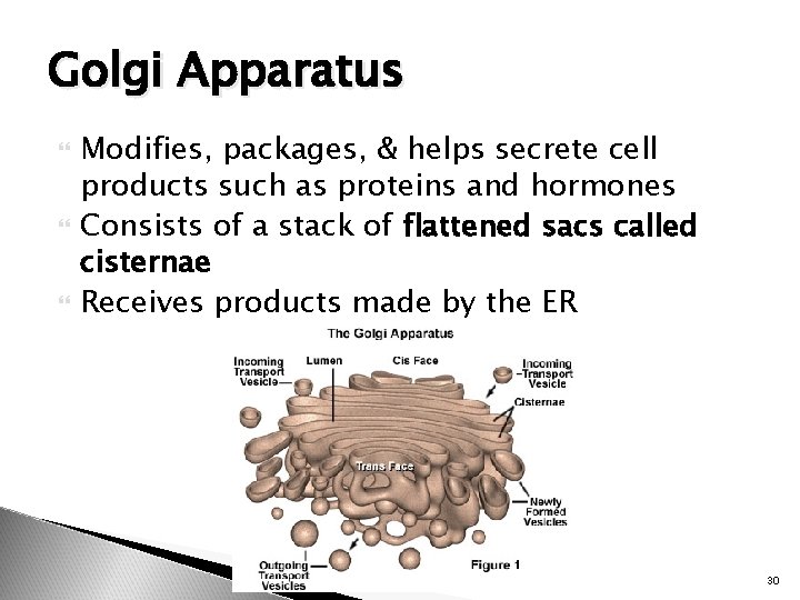 Golgi Apparatus Modifies, packages, & helps secrete cell products such as proteins and hormones