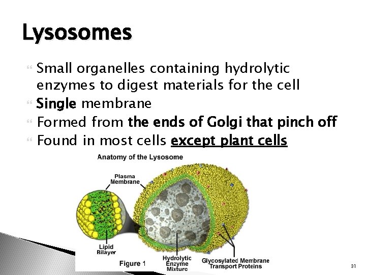 Lysosomes Small organelles containing hydrolytic enzymes to digest materials for the cell Single membrane