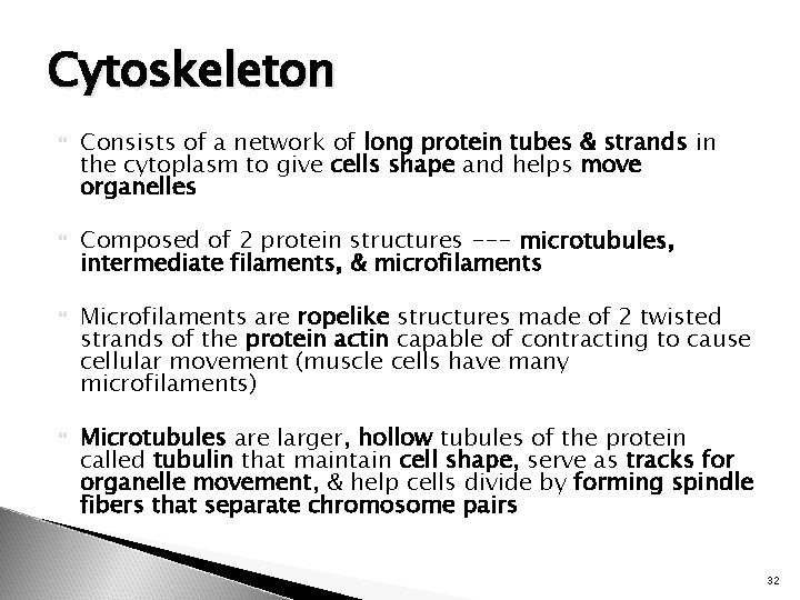 Cytoskeleton Consists of a network of long protein tubes & strands in the cytoplasm