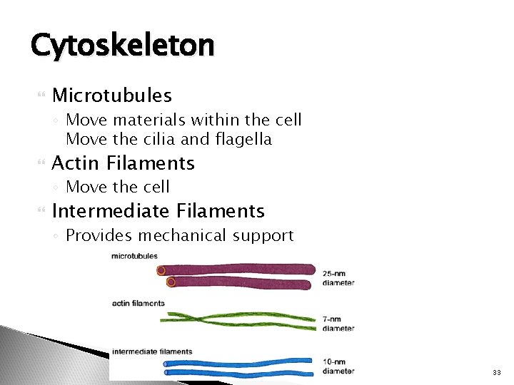 Cytoskeleton Microtubules ◦ Move materials within the cell Move the cilia and flagella Actin