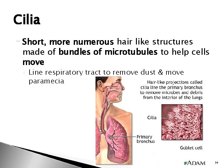 Cilia Short, more numerous hair like structures made of bundles of microtubules to help