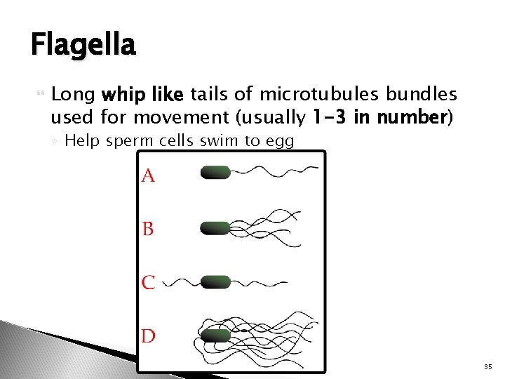 Flagella Long whip like tails of microtubules bundles used for movement (usually 1 -3