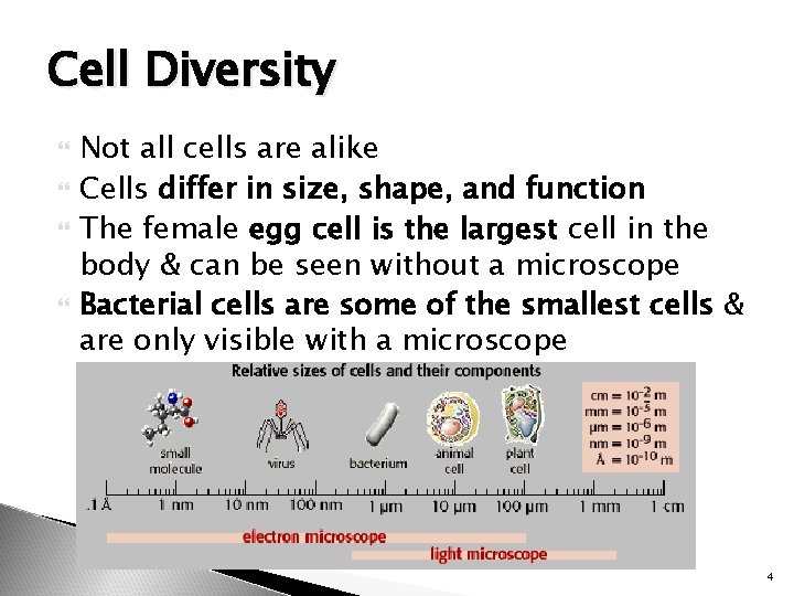 Cell Diversity Not all cells are alike Cells differ in size, shape, and function
