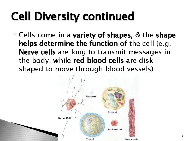 Cell Diversity continued Cells come in a variety of shapes, & the shape helps