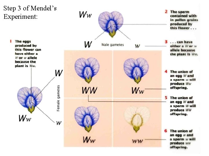 Step 3 of Mendel’s Experiment: 