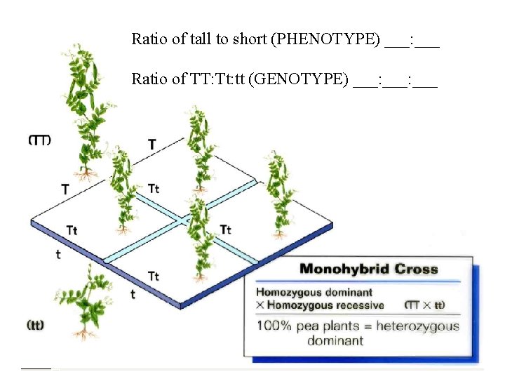 Ratio of tall to short (PHENOTYPE) ___: ___ Ratio of TT: Tt: tt (GENOTYPE)