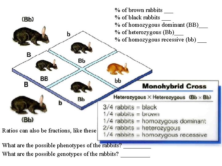 % of brown rabbits ___ % of black rabbits ___ % of homozygous dominant