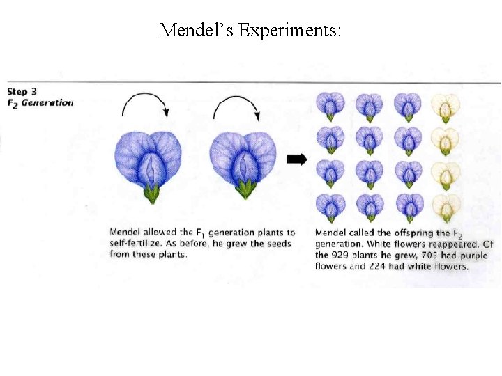 Mendel’s Experiments: 