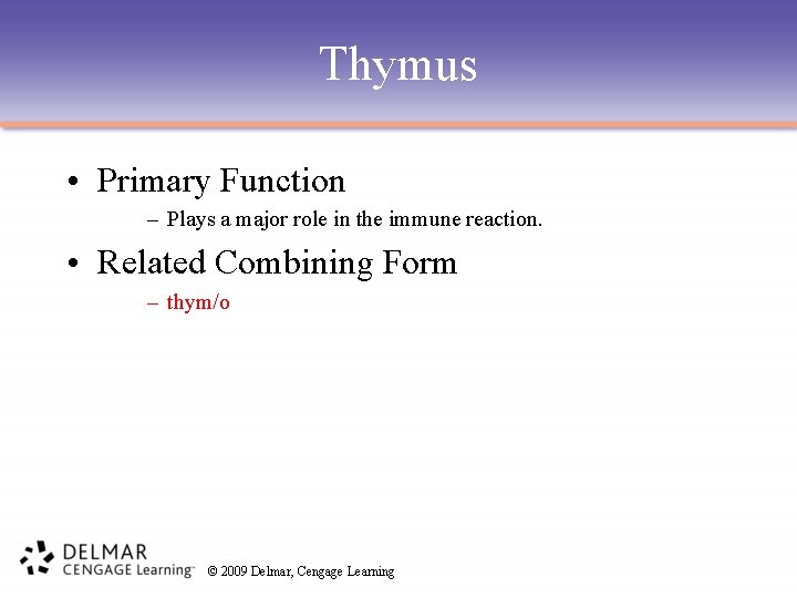 Thymus • Primary Function – Plays a major role in the immune reaction. •