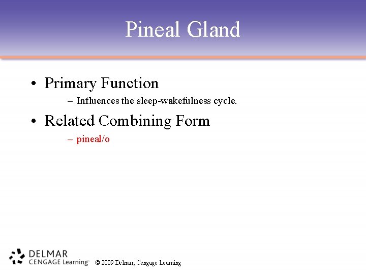 Pineal Gland • Primary Function – Influences the sleep-wakefulness cycle. • Related Combining Form