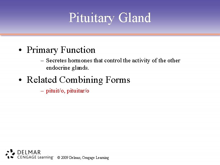 Pituitary Gland • Primary Function – Secretes hormones that control the activity of the