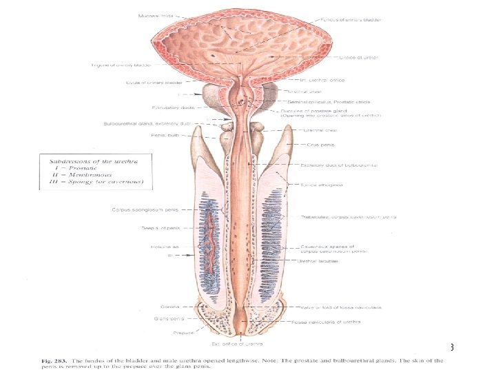 Cancer uretra mascolon,