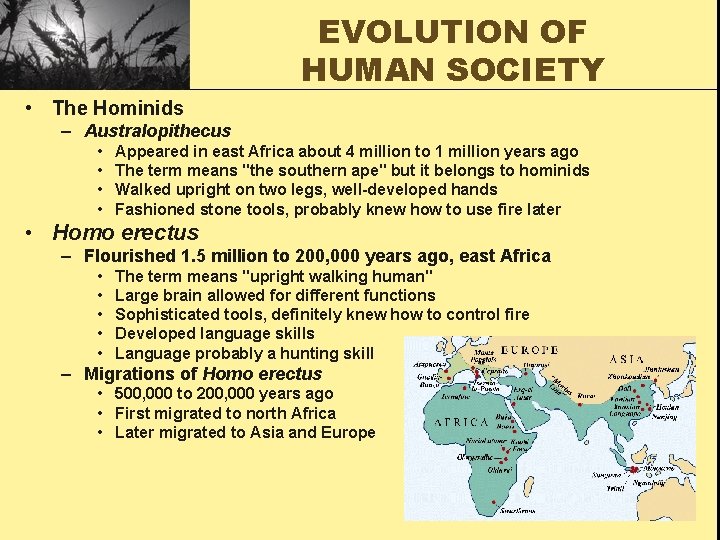 EVOLUTION OF HUMAN SOCIETY • The Hominids – Australopithecus • • Appeared in east