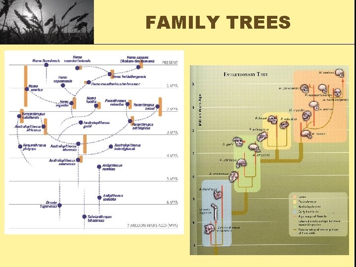 FAMILY TREES 