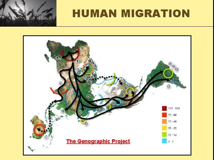 HUMAN MIGRATION The Genographic Project 