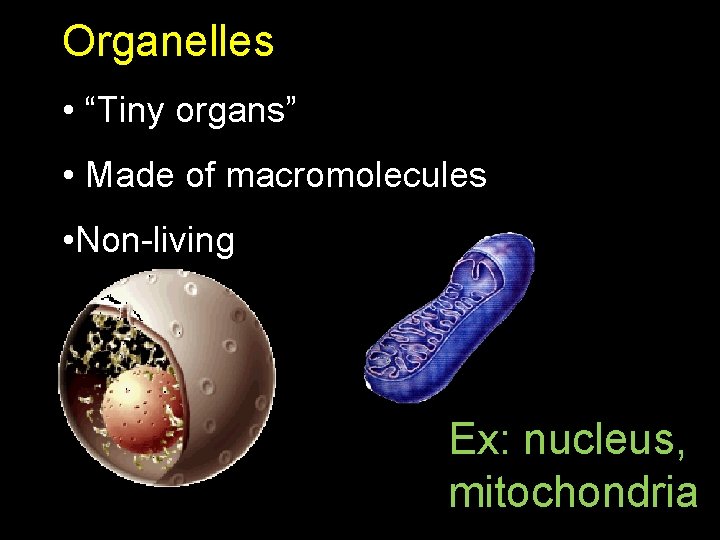 Organelles • “Tiny organs” • Made of macromolecules • Non-living Ex: nucleus, mitochondria 