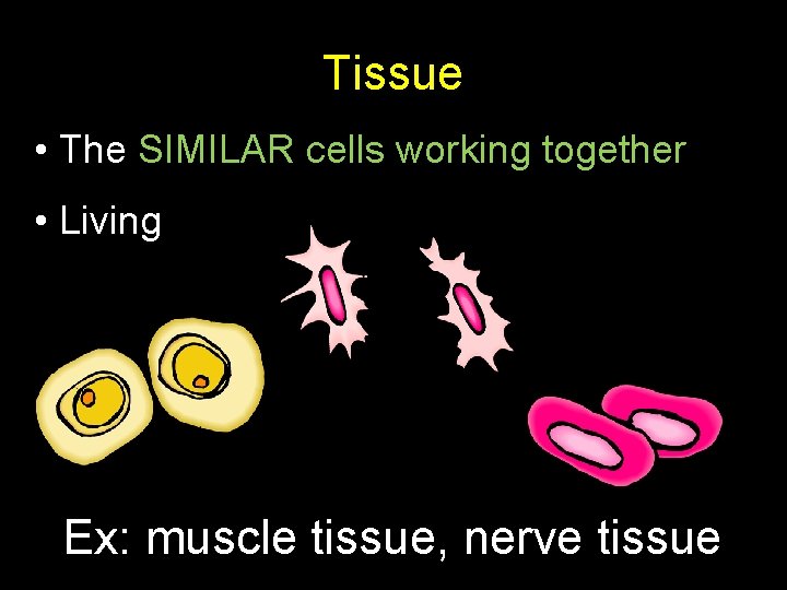 Tissue • The SIMILAR cells working together • Living Ex: muscle tissue, nerve tissue