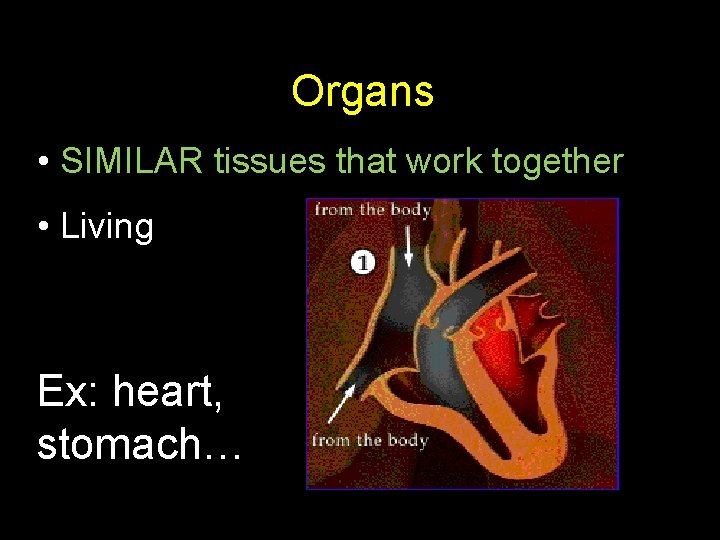 Organs • SIMILAR tissues that work together • Living Ex: heart, stomach… 