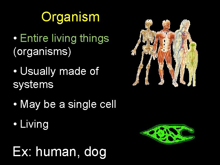 Organism • Entire living things (organisms) • Usually made of systems • May be